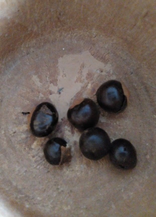 guarana guarana infusion