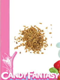 anis-grano-el-paraiso-de-las-especias