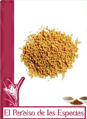 mostaza-amarilla-grano-el-paraiso-de-las-especias mostaza-amarilla-grano-el-paraiso-de-las-especias